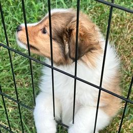 Shetland Sheepdog Puppies from Cheri Spangler's Shetland Sheepdogs