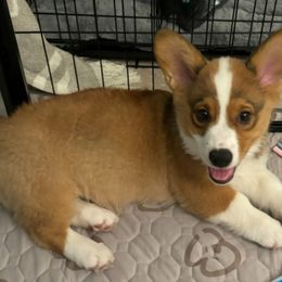 Cassidy - Sable Pembroke Welsh Corgi puppy in Purcellville, Virginia from Rhone River Farm Pembroke Welsh Corgis