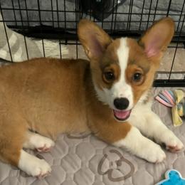Cassidy - Sable Pembroke Welsh Corgi puppy in Purcellville, Virginia from Rhone River Farm Pembroke Welsh Corgis