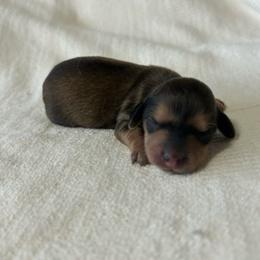 Curley (shaded cream) - Cream male Dachshund puppy in Sebring, Florida from Mini Weenies