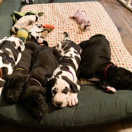Dachshund and Great Dane Puppies from Bellator Danes & Mini Dachshunds