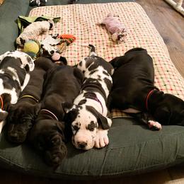 Dachshund and Great Dane Puppies from Bellator Danes & Mini Dachshunds