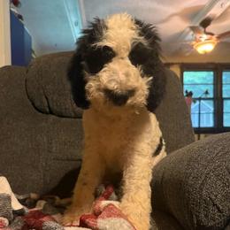 Payakan - Black and white male Bernedoodle puppy in Williamston, South Carolina from Sassy Bob’s Dogs