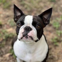 Aurora - Boston Terrier