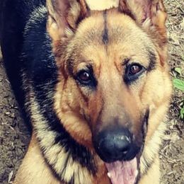 German Shepherds from Shagbarkwood Farm