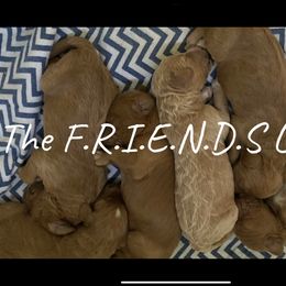 Goldendoodle puppies from Four Gables Doodles