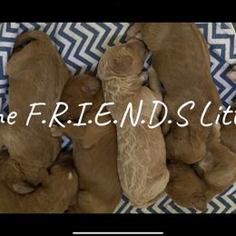 Goldendoodle puppies from Four Gables Doodles
