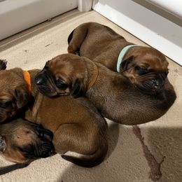 Rhodesian Ridgeback Puppies from RR Ridgebacks