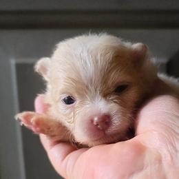 Cream boy 2 - Cream male Pomeranian puppy in Carrollton, Georgia from B AND R'S POMERANIAN'S
