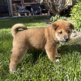 Bourbon - Red male Shiba Inu puppy in Meridian, Idaho from Anko Shibas
