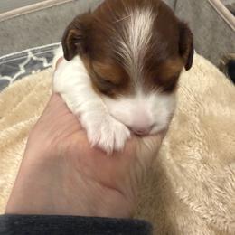 Chocolate - Piebald female Dachshund puppy in Easley, South Carolina from Castle Hill Doxies, LLC