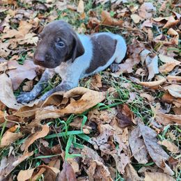 MR BIG 6 - Liver roan male German Shorthaired Pointer puppy in Troy, North Carolina from Uwharrie GSP