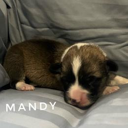 Mandy - 5yr health guarantee - Red female Pembroke Welsh Corgi puppy in Vernal, Utah from Bingo's Kennel