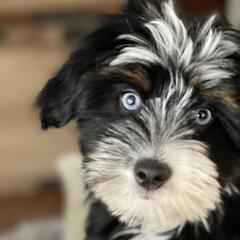 Aussiedoodles, Australian Mountain Doodles, and Bernedoodles from Rowe Farms Doodles