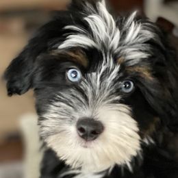 Aussiedoodles, Australian Mountain Doodles, and Bernedoodles from Rowe Farms Doodles