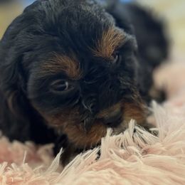 Cavapoo and Shihpoo Puppies from Haus of Doodles