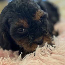 Cavapoo and Shihpoo Puppies from Haus of Doodles