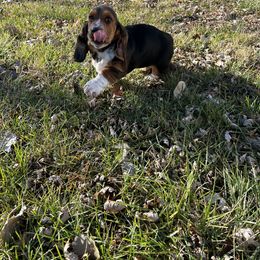 Basset Hound and Dalmatian Puppies from Lazy B Bassets and Dalmatians