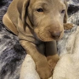 Girl 1 - Gray female Weimaraner puppy in Glendive, Montana from Lazy Hearts Kennel