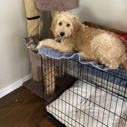 Aussiedoodle and Goldendoodle Puppies from Gray Doodles