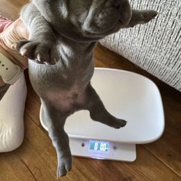 French Bulldog Puppies from Candice Thaggard