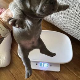 French Bulldog Puppies from Candice Thaggard