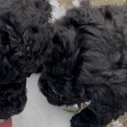 White-OPAL - Black female Poodle puppy in Hamilton Square, New Jersey from Sweet Standards