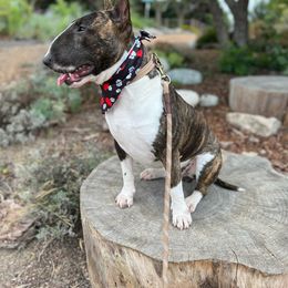 Bull Terrier and Pomeranian All Grown Up from Bossladykennels