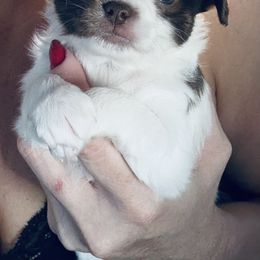 AKC boy 1 - Chocolate and white male Chihuahua puppy in Anoka, Minnesota from Anoka County MN AKC Chihuahuas