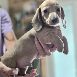 Red - Fawn (isabella) and cream male Dachshund puppy in Mulberry, Florida from J's Mini Dachshunds