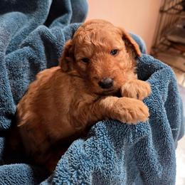 Rowan - Apricot male Poodle puppy in Dolan Springs, Arizona from High Desert Companions