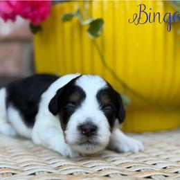 Bingo - Black tri-color male Aussiedoodle puppy in Henry, Illinois from Rowe Farms Doodles