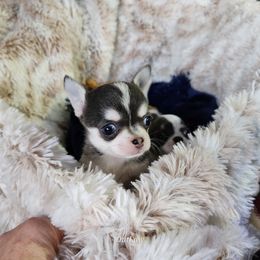 Chihuahua Puppies from OutLaw Chihuahua's