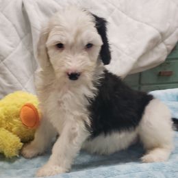 Poodle and Sheepadoodle Puppies from PC Pampered Parti's