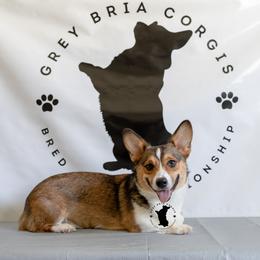 Pembroke Welsh Corgis from Grey Bria Corgis
