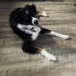 Jesse - Australian Shepherd