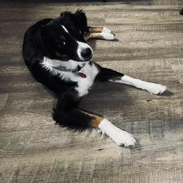 Jesse - Australian Shepherd
