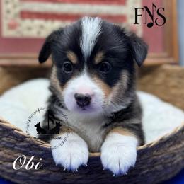 Sherman with tail - Black and tan male Pembroke Welsh Corgi puppy in Casper, Wyoming from Flying Note Shorties
