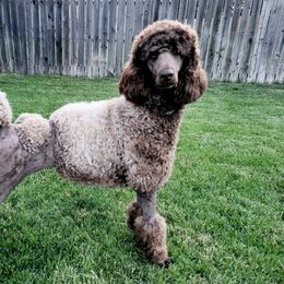 Cocoa - Poodle