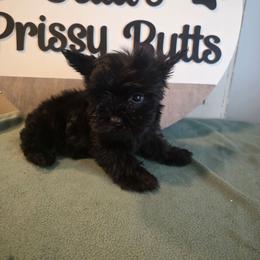 Ivan EXOTIC - Parti male Yorkshire Terrier puppy in Clermont, Florida from Bella's Prissy Butts