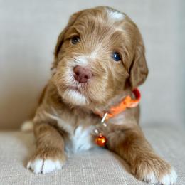 Orange - Apricot male Goldendoodle puppy in Hesperia, Michigan from Red Acres Poodles & Doodles