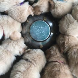 Golden Retriever Puppies from Huntleigh Goldens