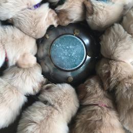 Golden Retriever Puppies from Huntleigh Goldens