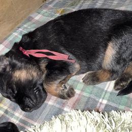 Miss Rosie Pink - Black and red female German Shepherd puppy in Purcellville, Virginia from Starry Night German Shepherd Dogs