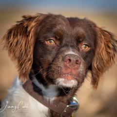 French Brittanys from Sur le Delavan Kennel