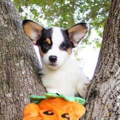 Pembroke Welsh Corgi Puppies from South Texas Blue Collar Corgis
