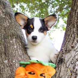 Pembroke Welsh Corgi Puppies from South Texas Blue Collar Corgis