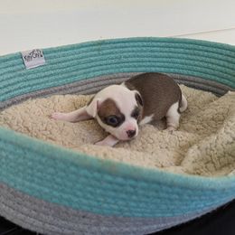 Chihuahua Puppies from Wilds Farms