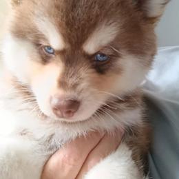 Pomsky Puppies from Your Friend Seamus' Studds