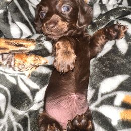 Dachshund Puppies from Garland Weens